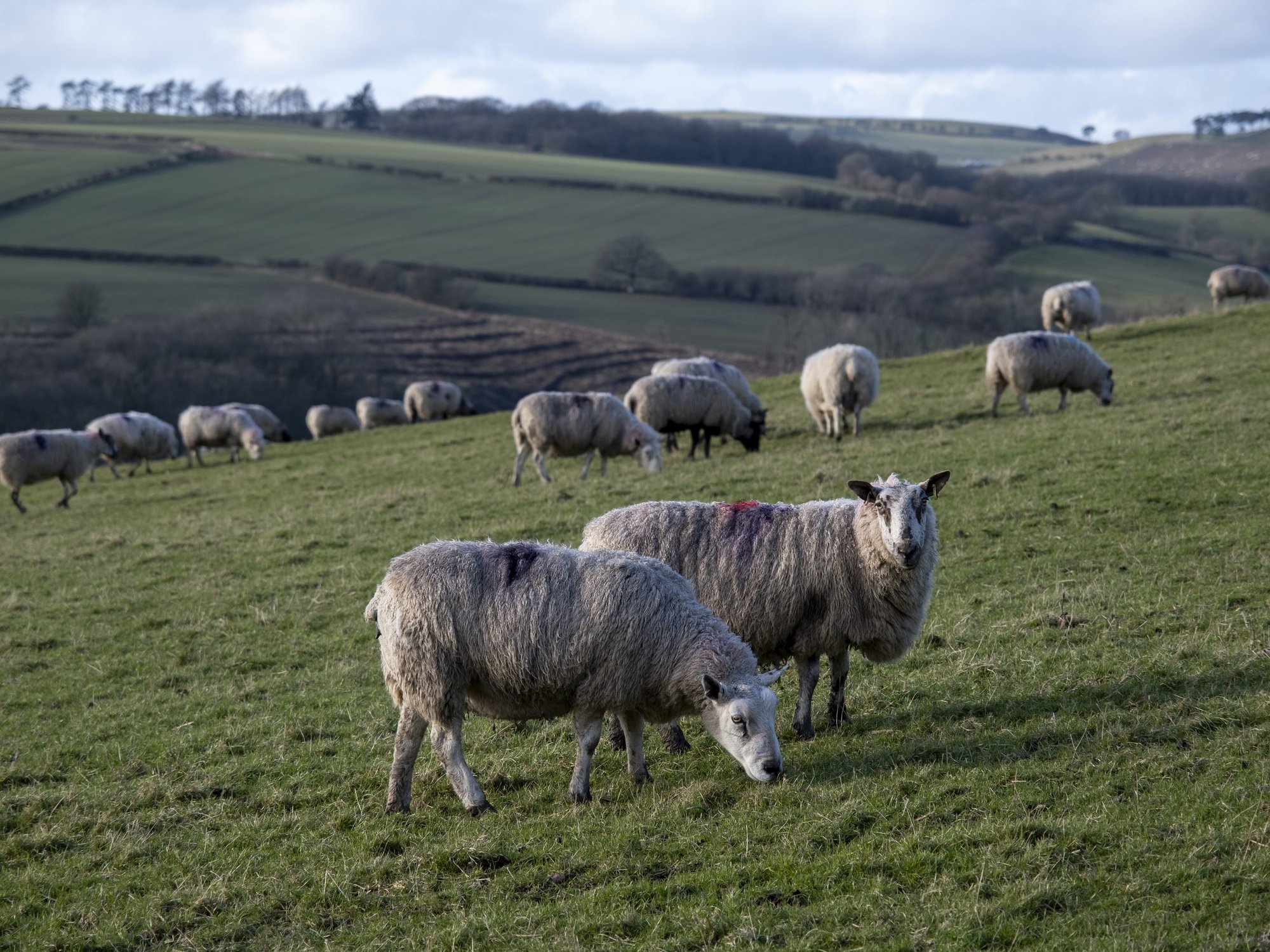 Welsh parents advised against letting children cuddle sheep this Easter