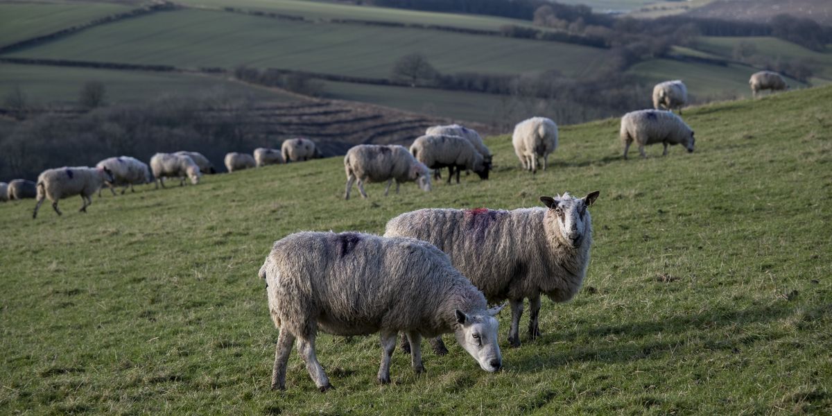 Welsh parents advised against letting children cuddle sheep this Easter Welsh parents advised against letting children cuddle sheep this Easter