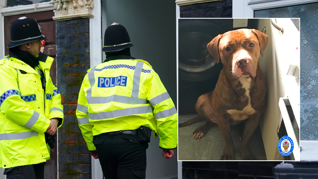 West Midlands Police/American bulldog