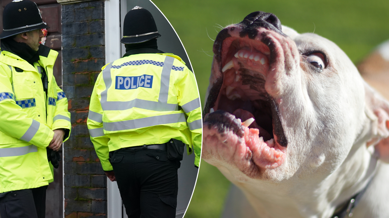 West Midlands Police/American Bully