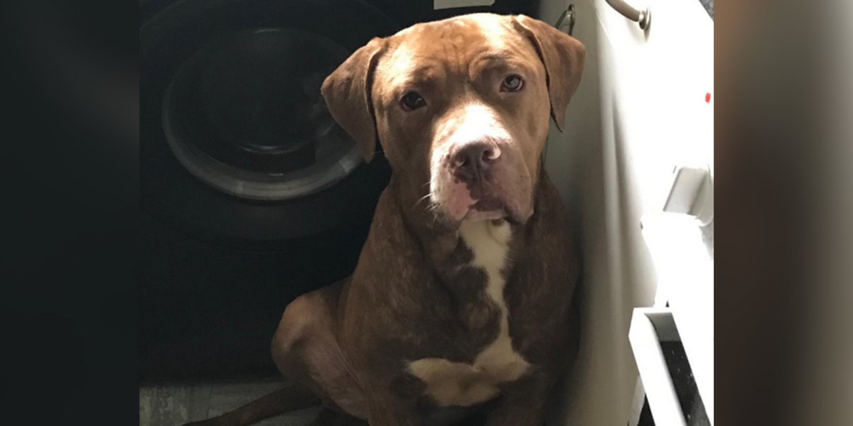 NextImg:Vicious dogs which mauled owner to death on the loose - urgent search launched by police