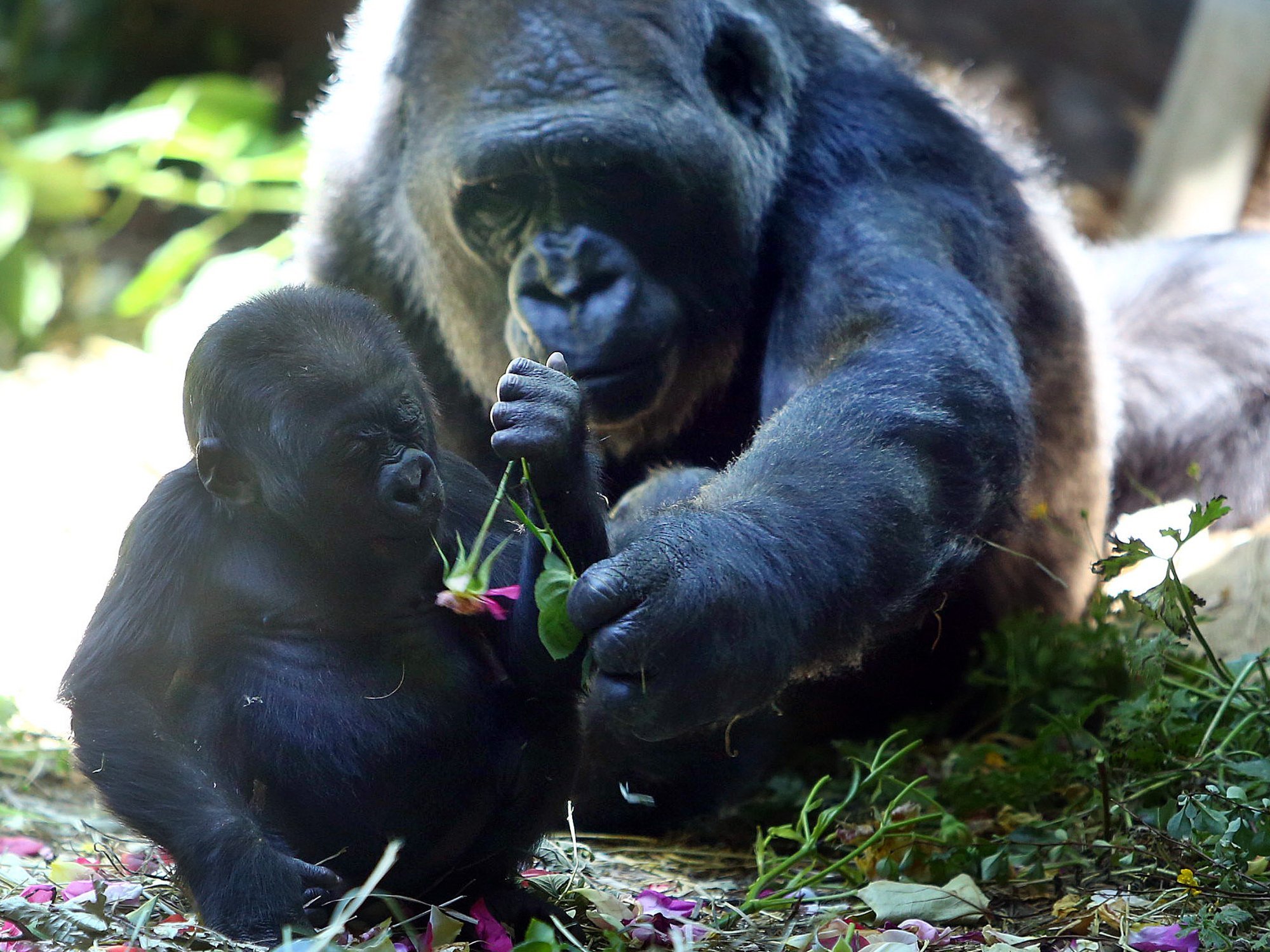 Western lowland gorilla