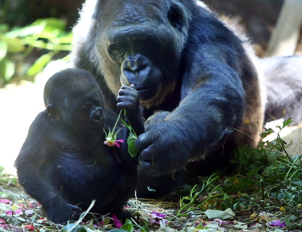 Western lowland gorilla