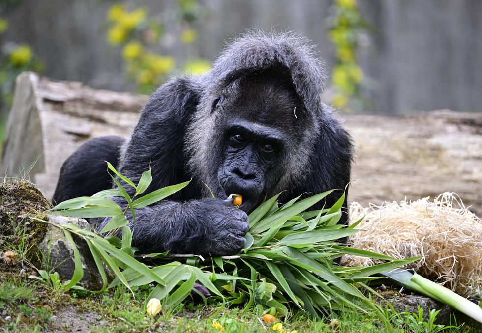 Western lowland gorilla