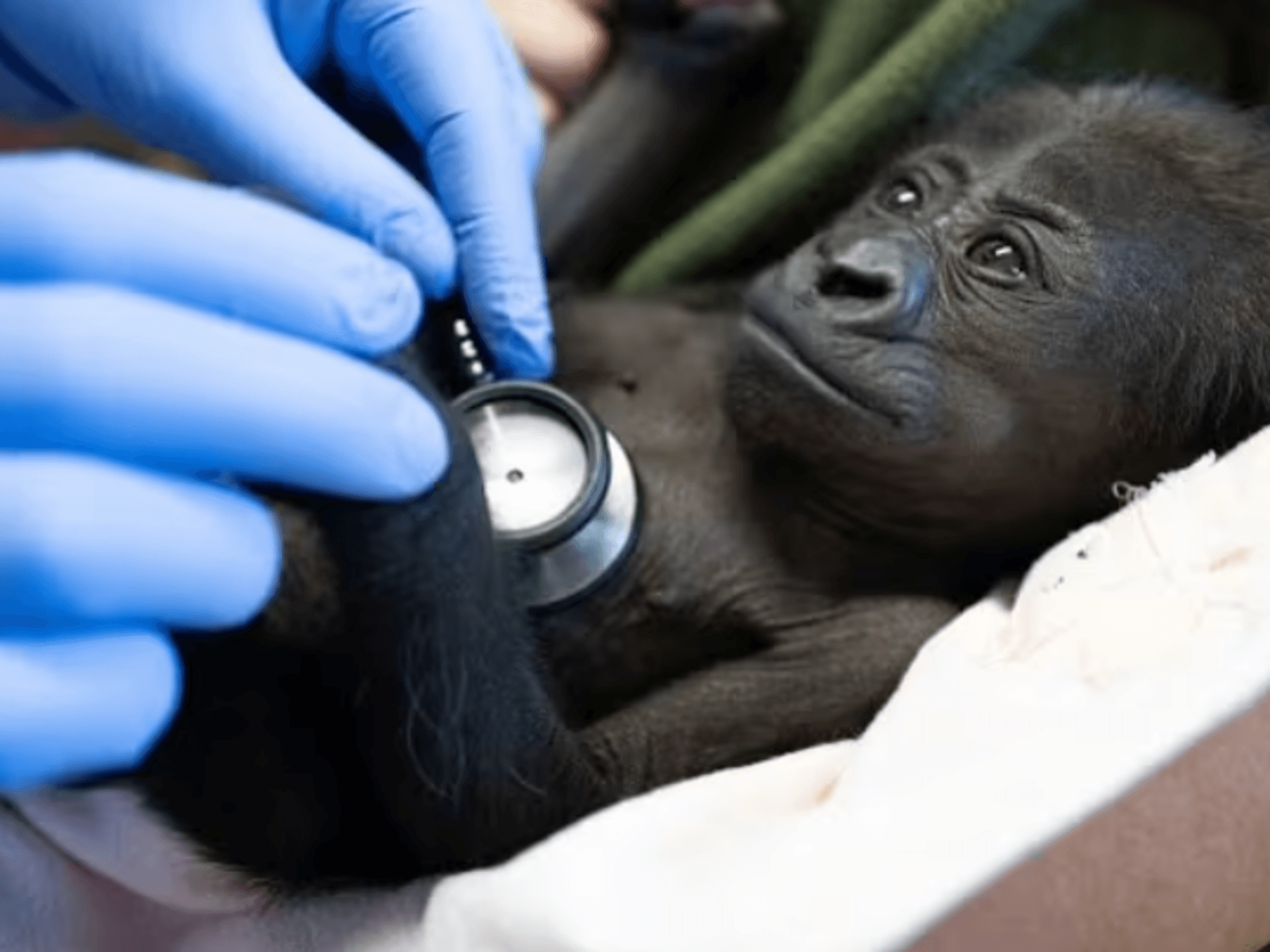 Western lowland gorilla