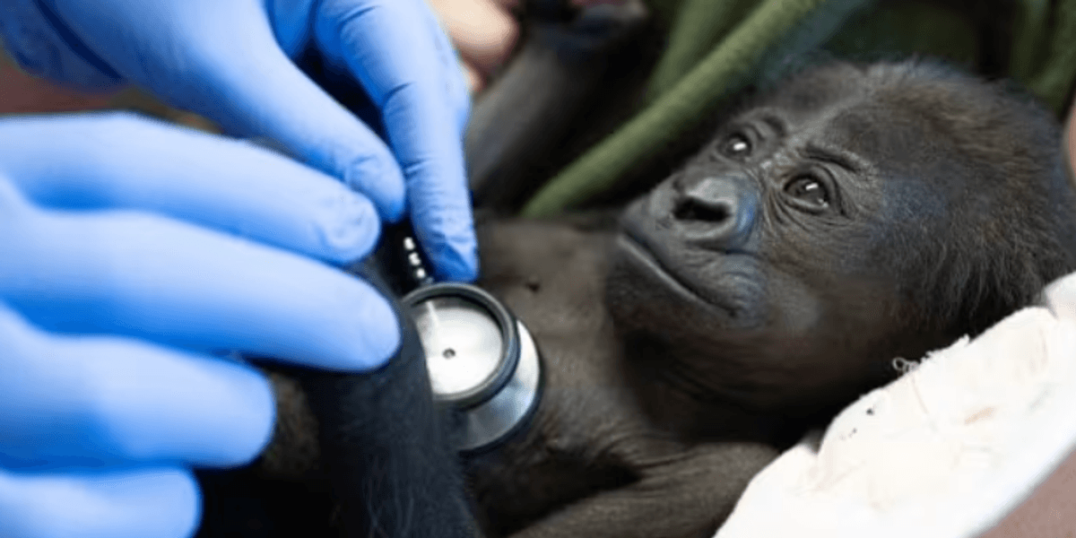 Zoo delivered adorable baby gorilla by c-section: ‘Humbling and profound!'