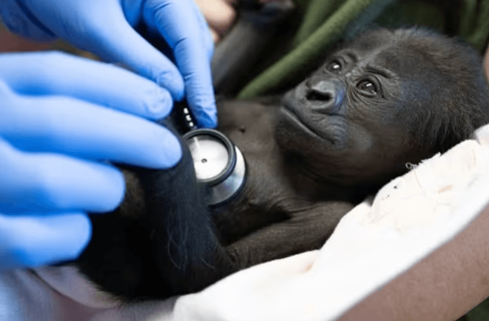 Western lowland gorilla