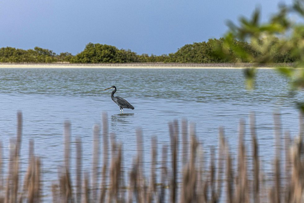 Western reef heron