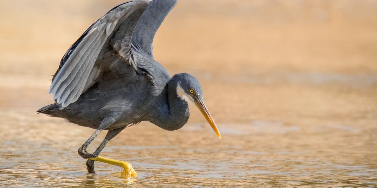 'Mega rare' bird spotted in Britain for first time to delight of birdwatchers