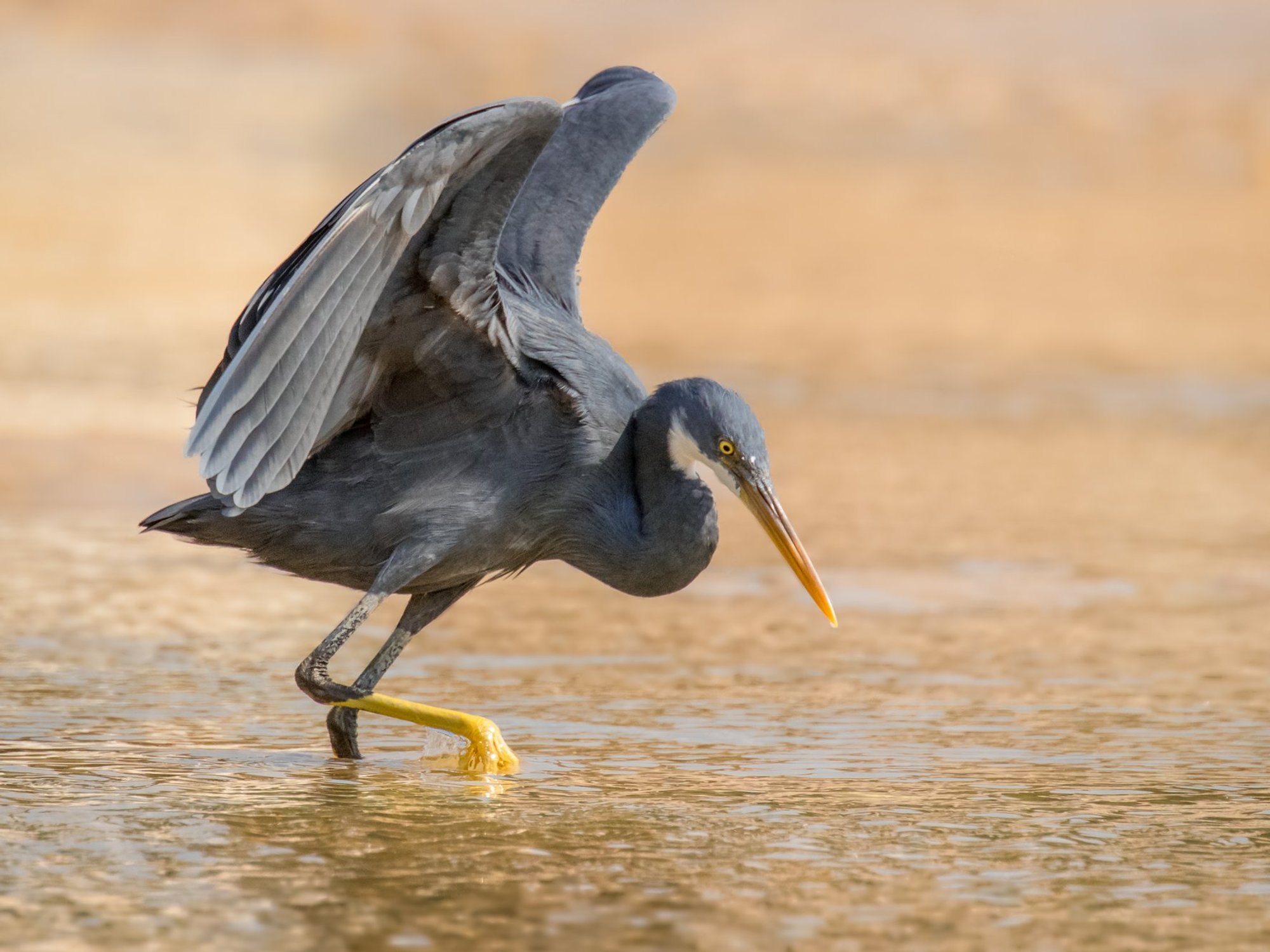 western reef heron