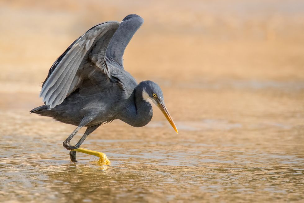 western reef heron