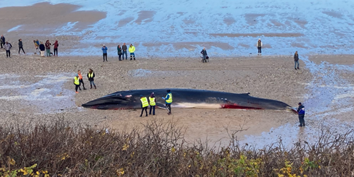 NextImg:Huge whale found stranded on Cornwall beach in heartbreaking scenes