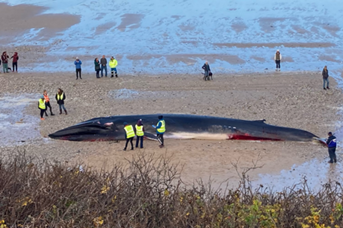 Whale washed up on beach