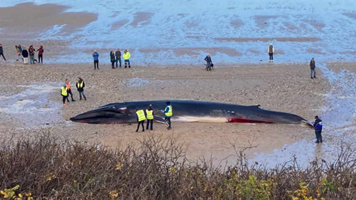 Whale washed up on beach