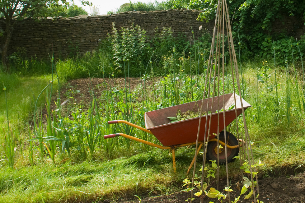 Wheelbarrow in a garden