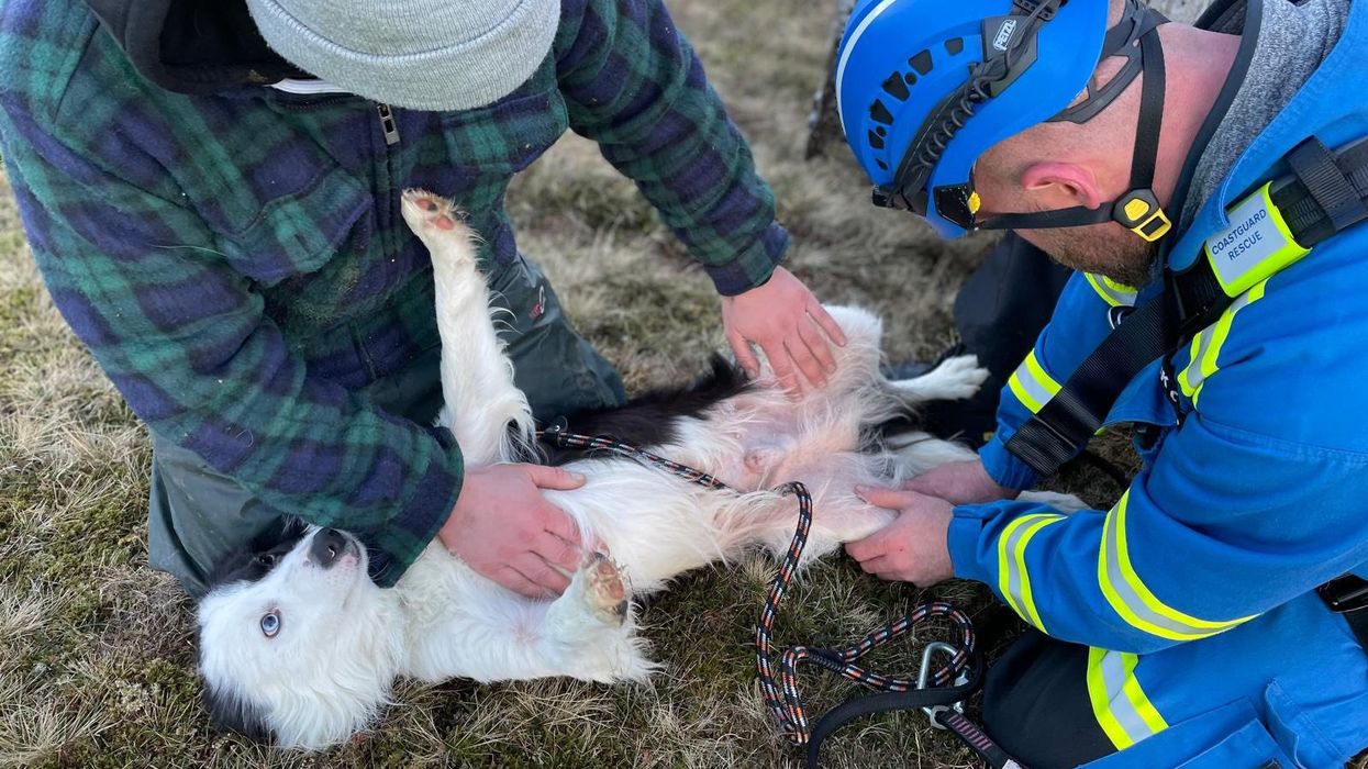 Whisp the dog cared to by his owner and rescuer