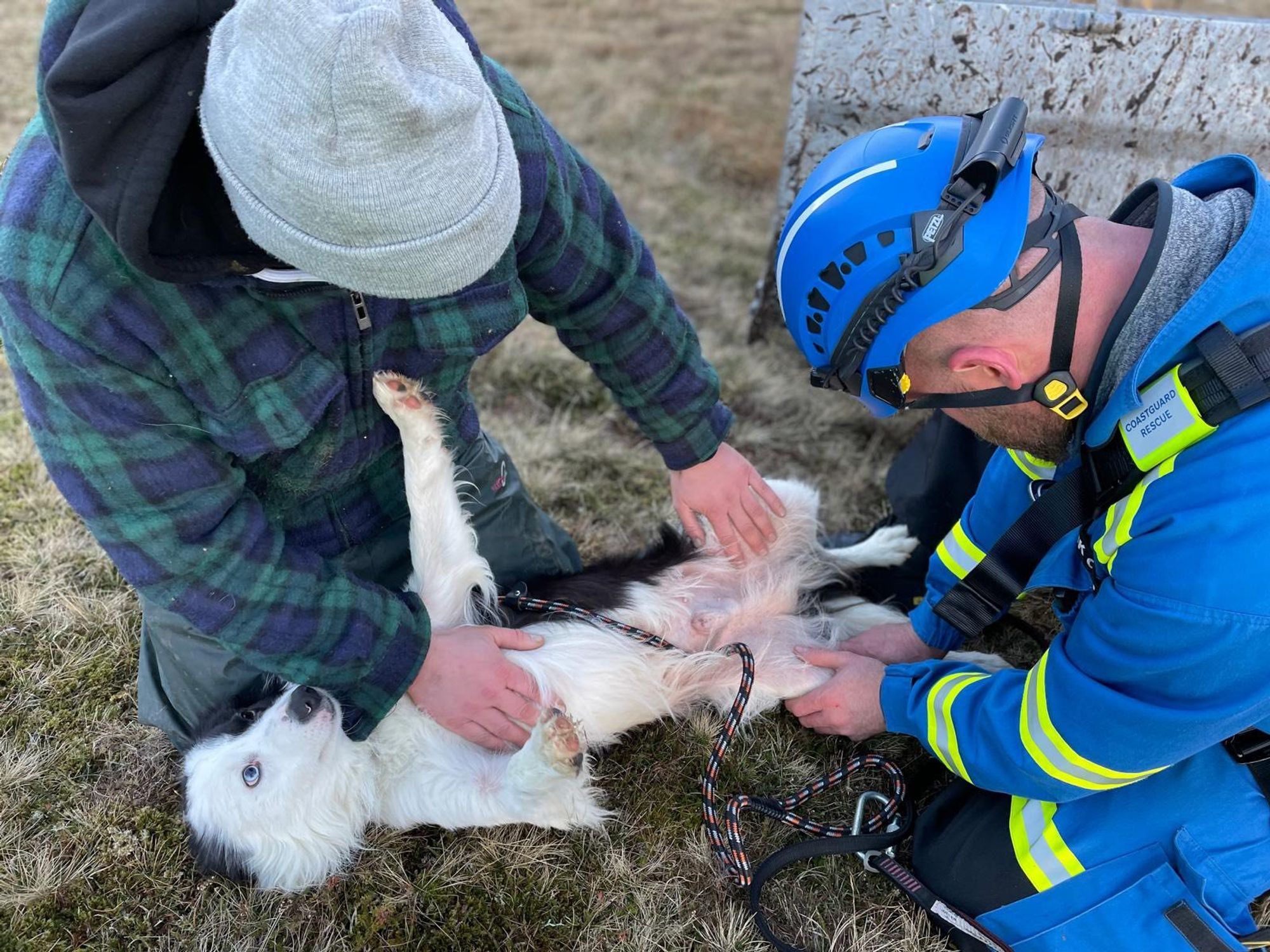 Whisp the dog cared to by his owner and rescuer