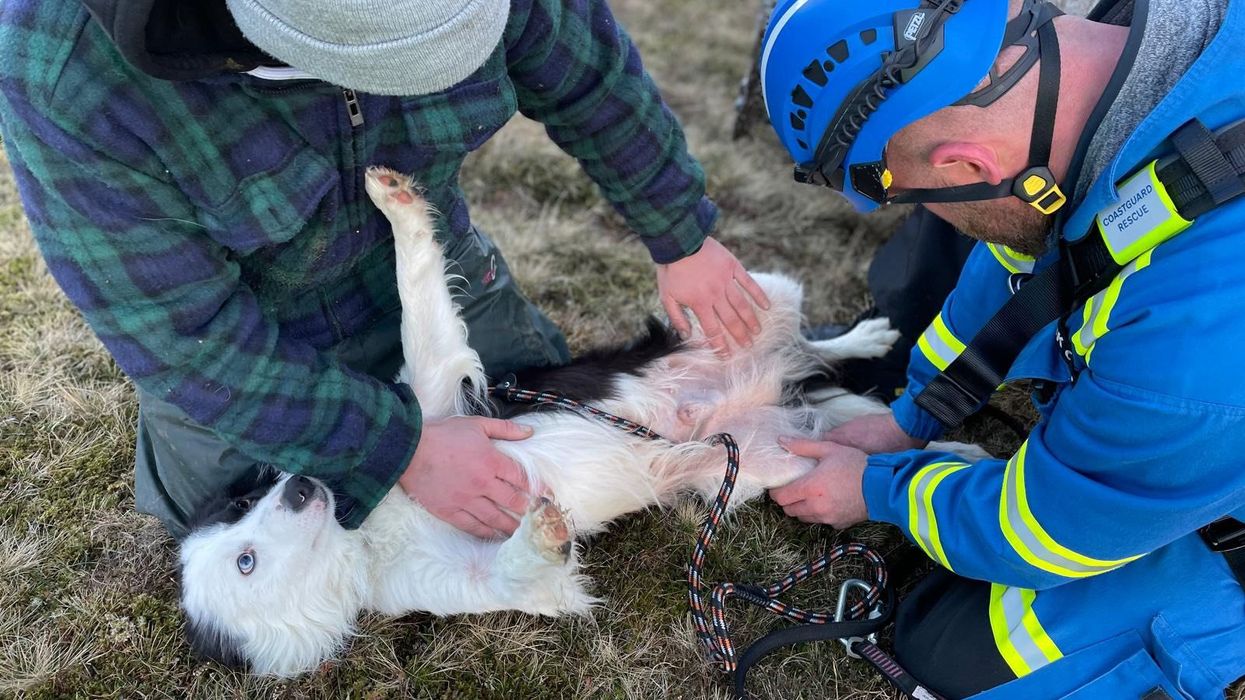 Whisp the dog cared to by his owner and rescuer
