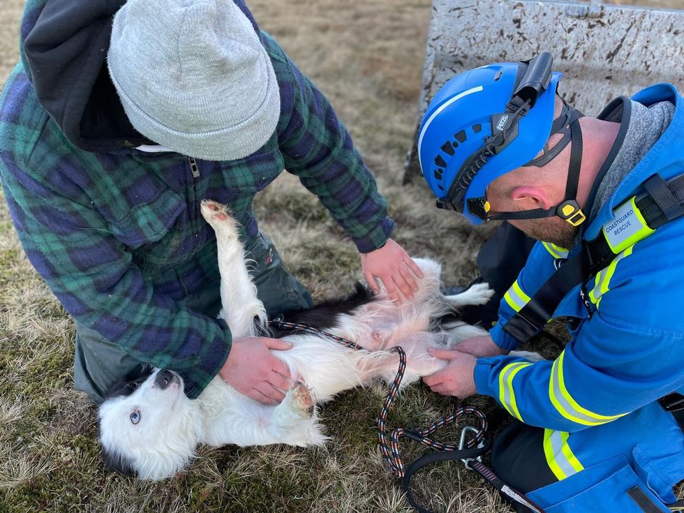 Dog miraculously survives 100ft plunge off cliff