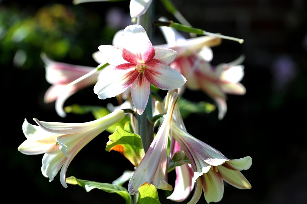 White and pink lilies
