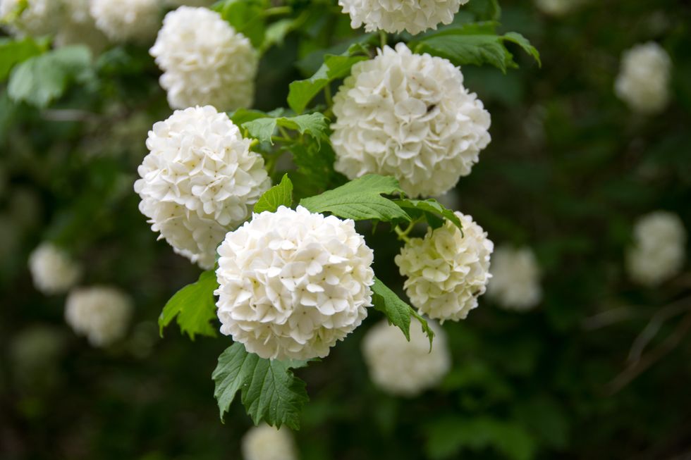 White hydrangeas stock