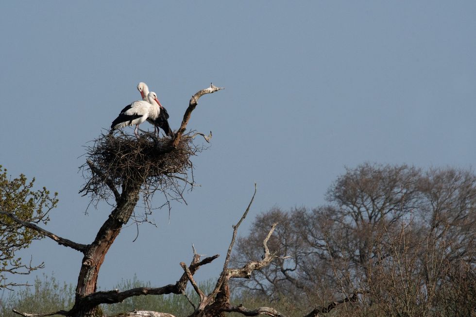 White Storks