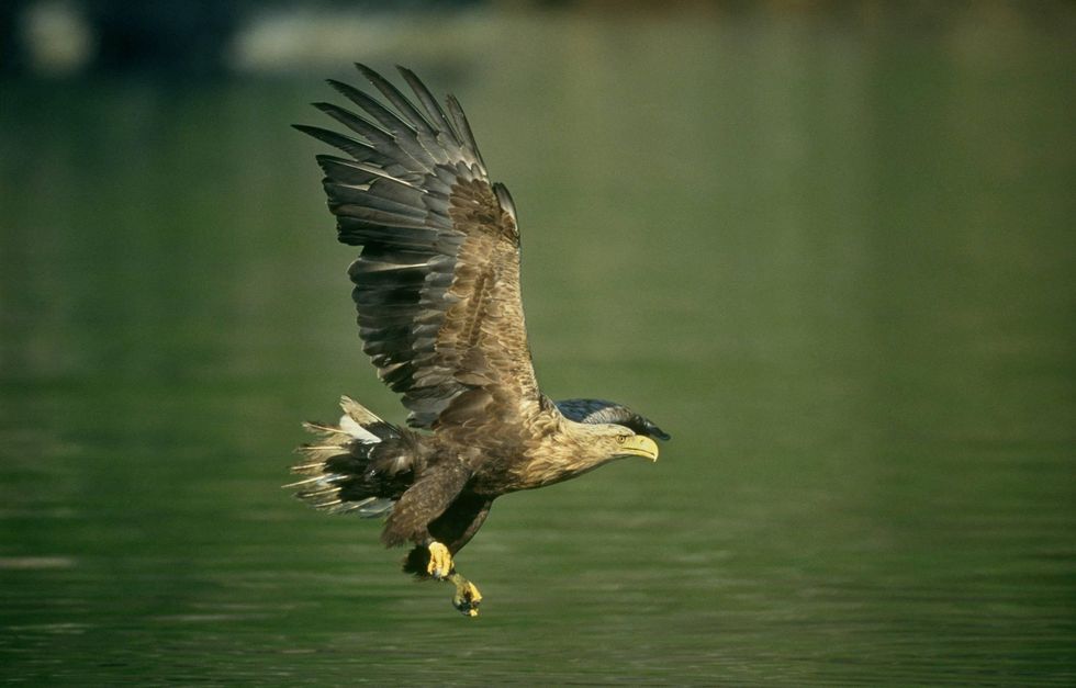 white-tailed sea eagle