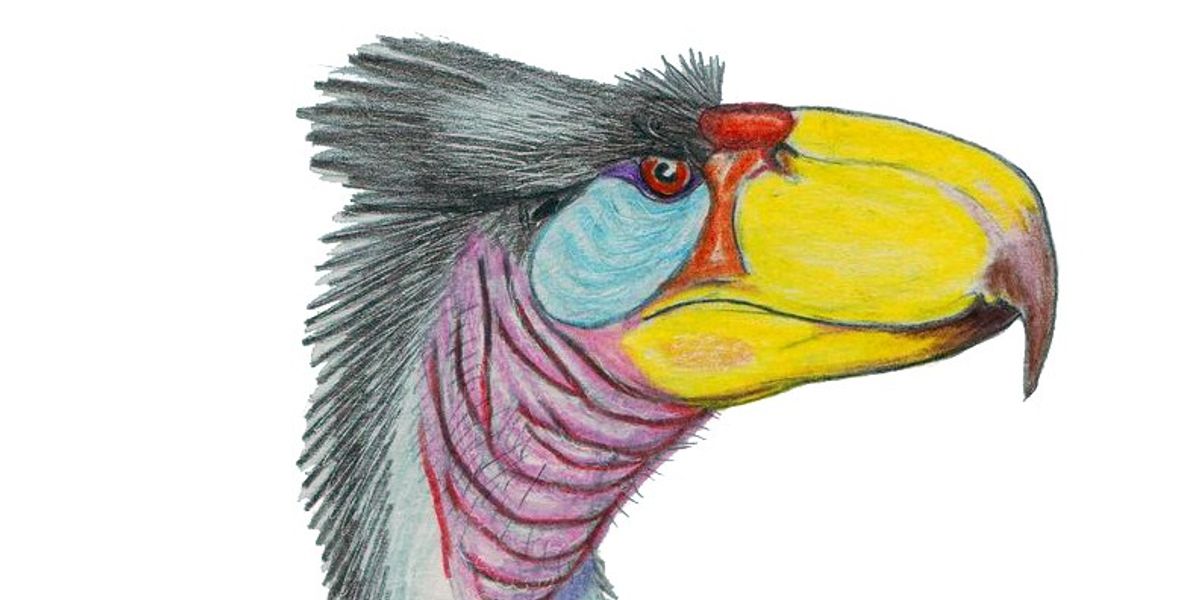 NextImg:Prehistoric 'terror bird' killed by reptile 13 million years ago, new analysis suggests
