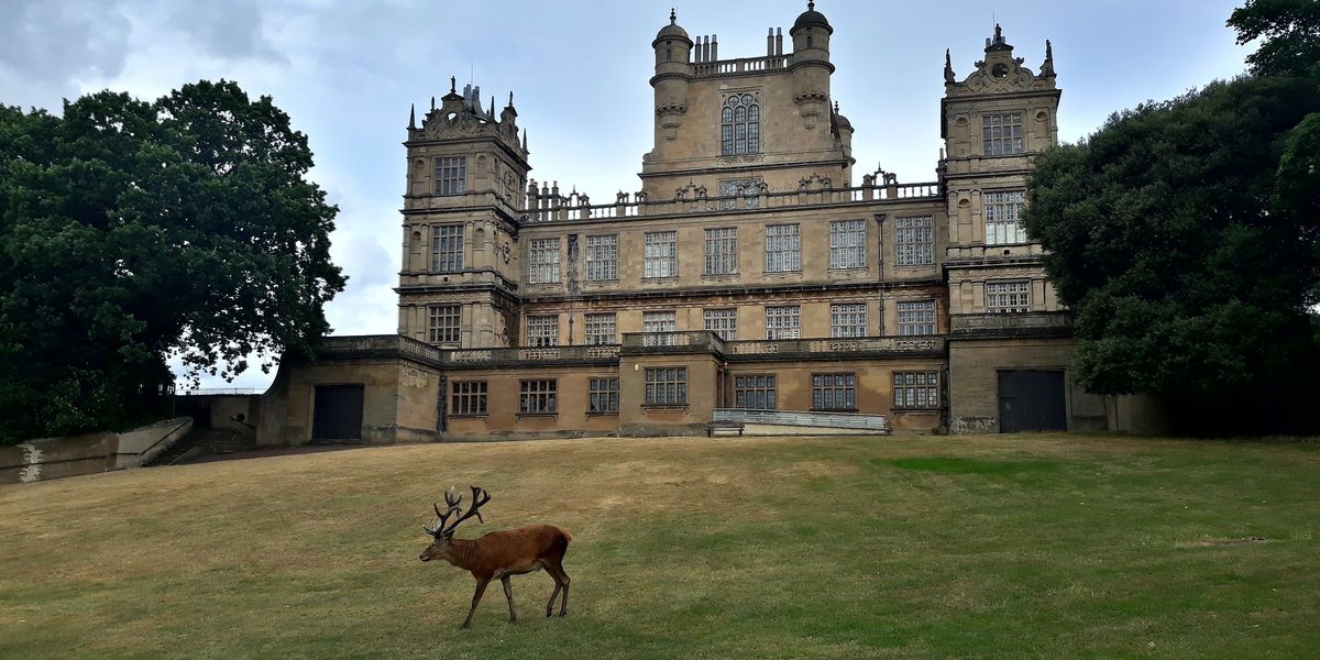NextImg:Brazen yobs assault wild stag pulling its antlers and trying to jump on it in UK park