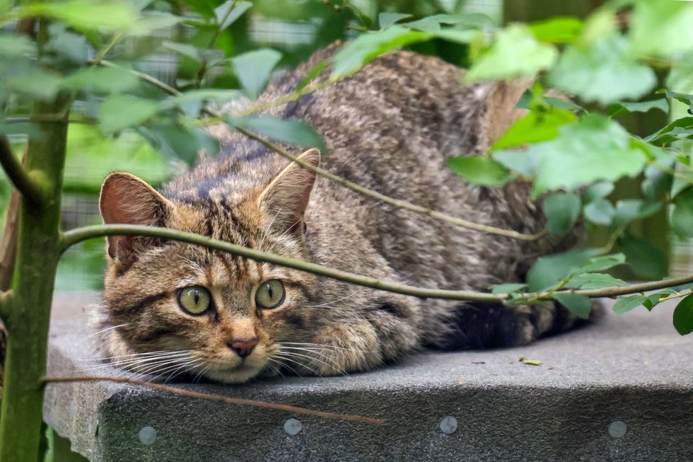 Wildcat
