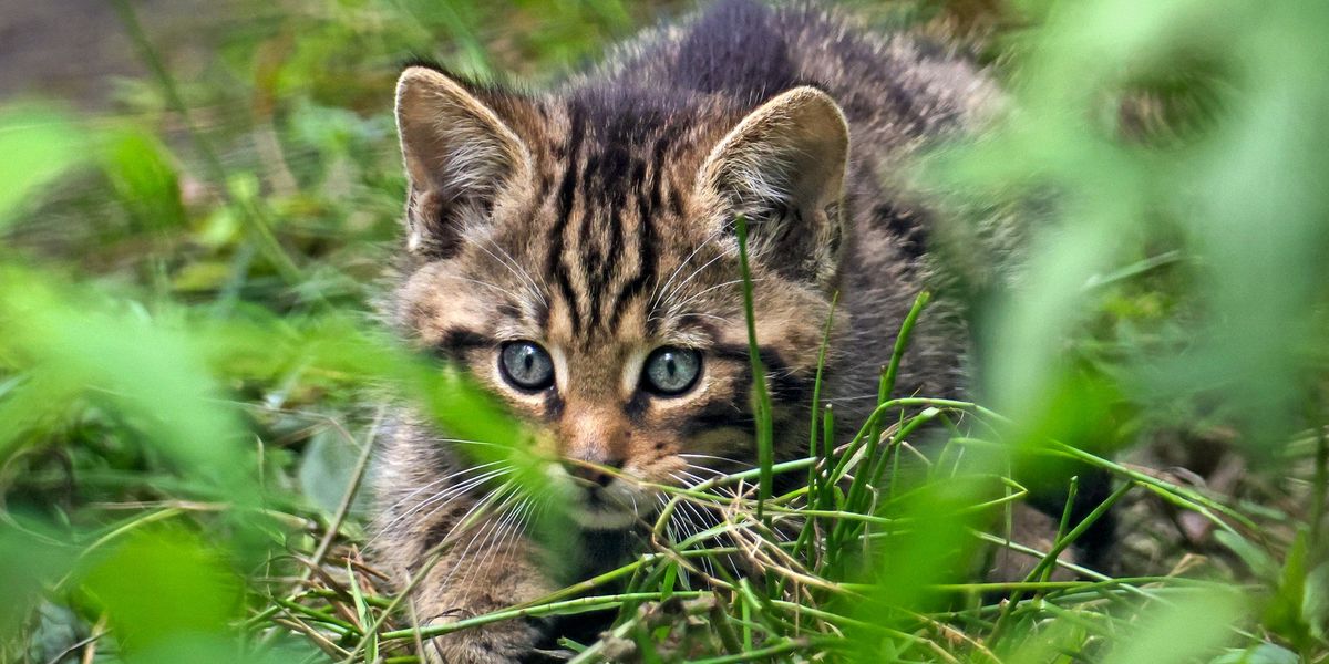 NextImg:Two critically endangered 'Highland Tigers' released into wild for repopulation die after just one year