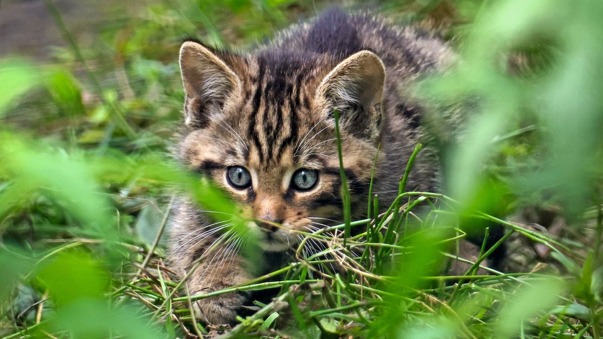 Wildcat