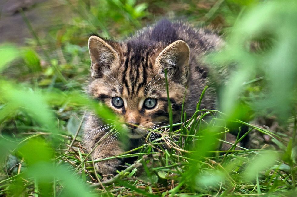 Wildcat