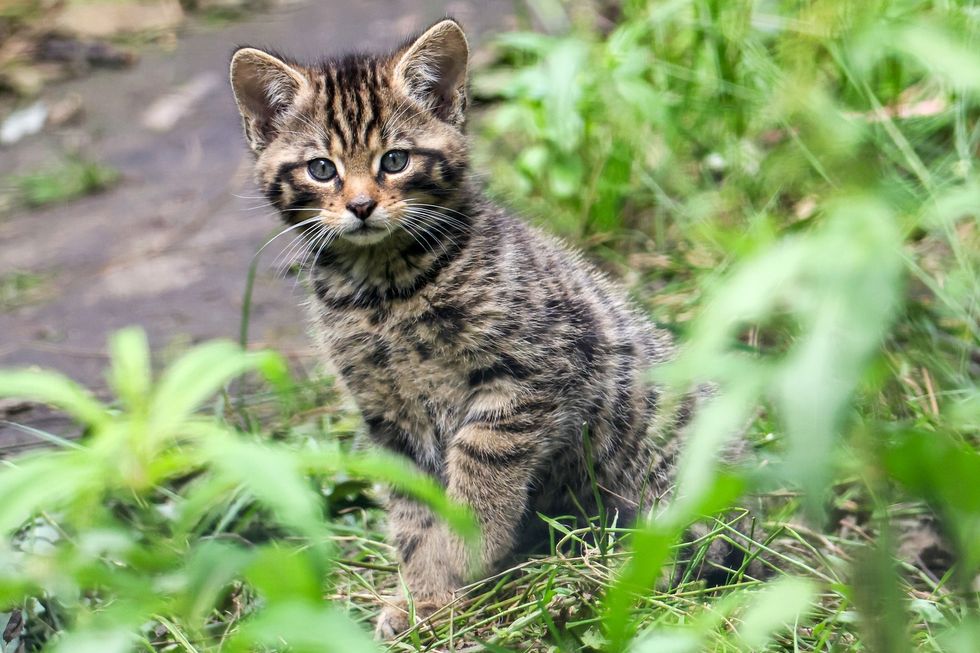 Wildcat