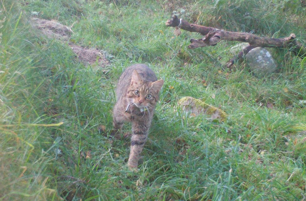 Wildcat