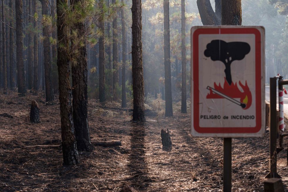 Wildfire warning sign in forest