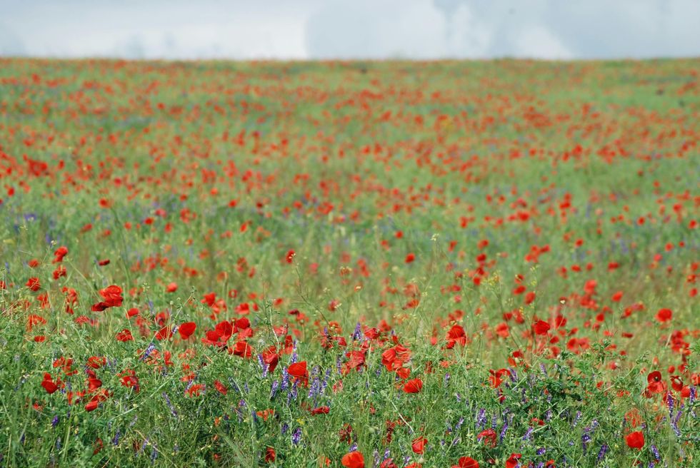 Wildflower meadow