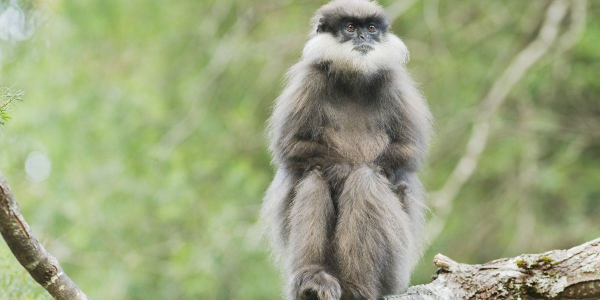 NextImg:Britons left stunned after seeing monkey wondering down village road