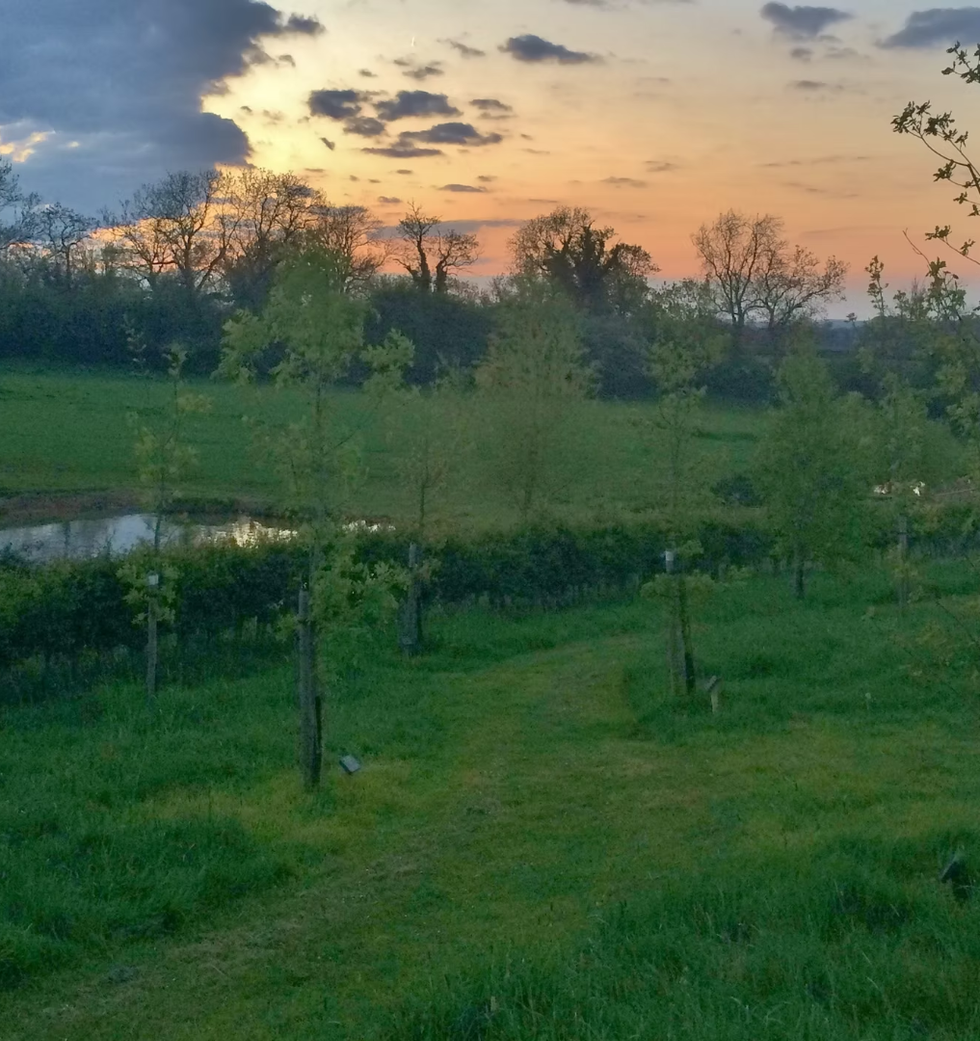Brazen theft of Remembrance event trees leaves community despairing over ‘stealing from the dead’