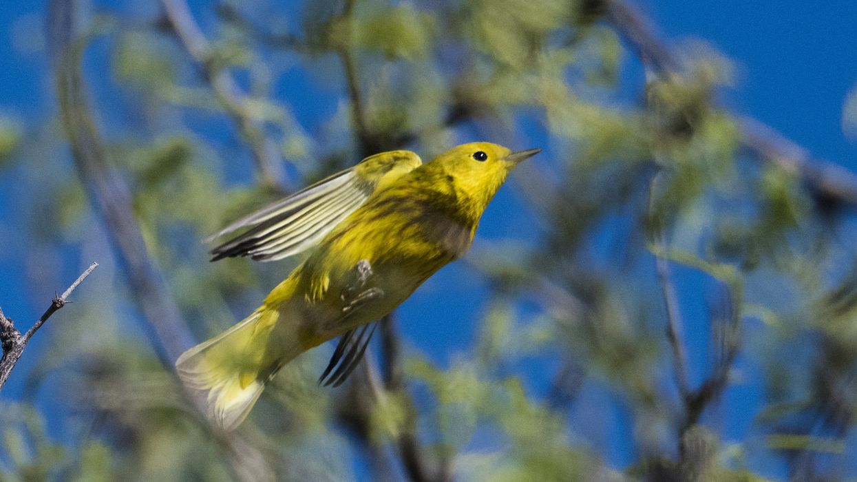 Wilson Warbler flying