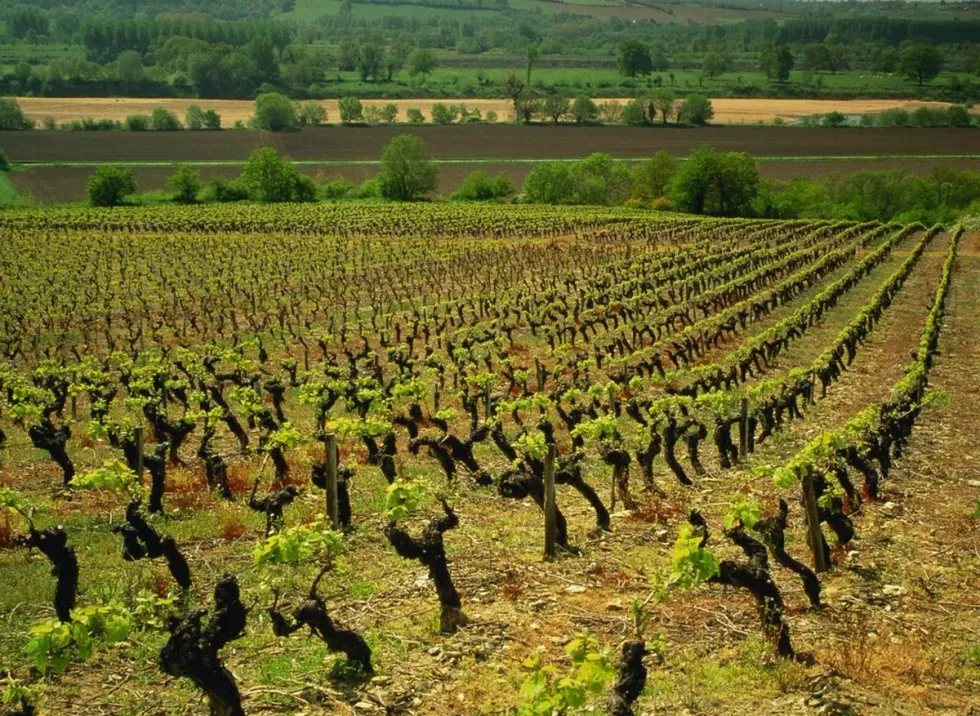 Wine festival Loire Valley