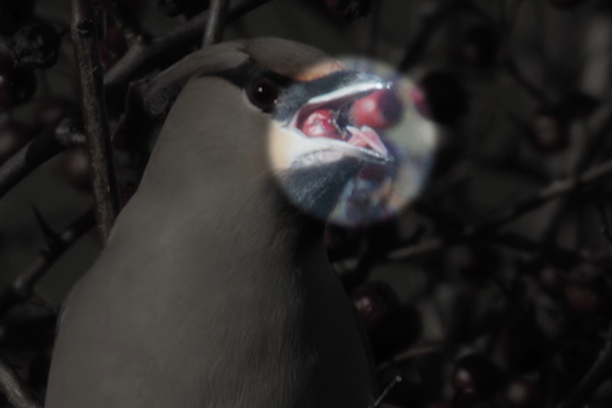 Winterwatch