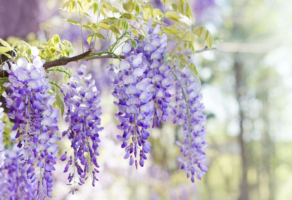 wisteria in garden