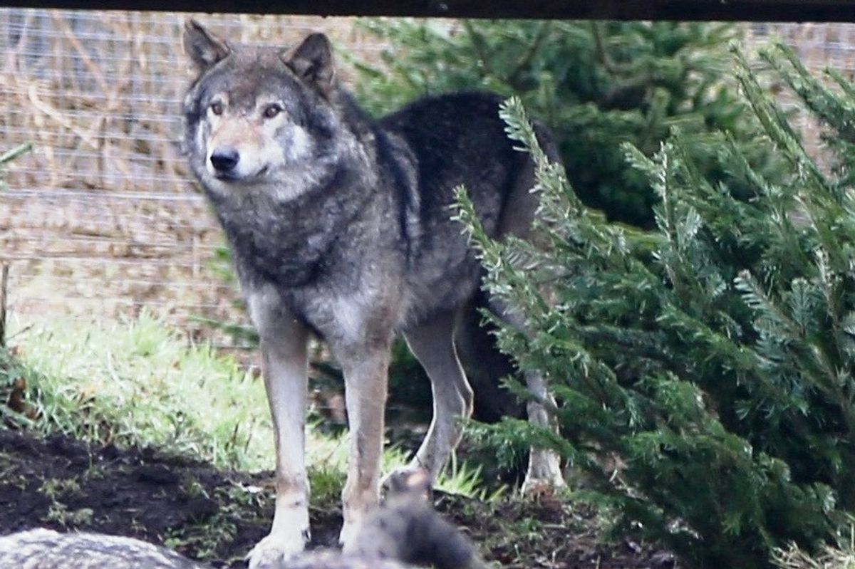 Wolf at Camperdown Wildlife Centre in Dundee 