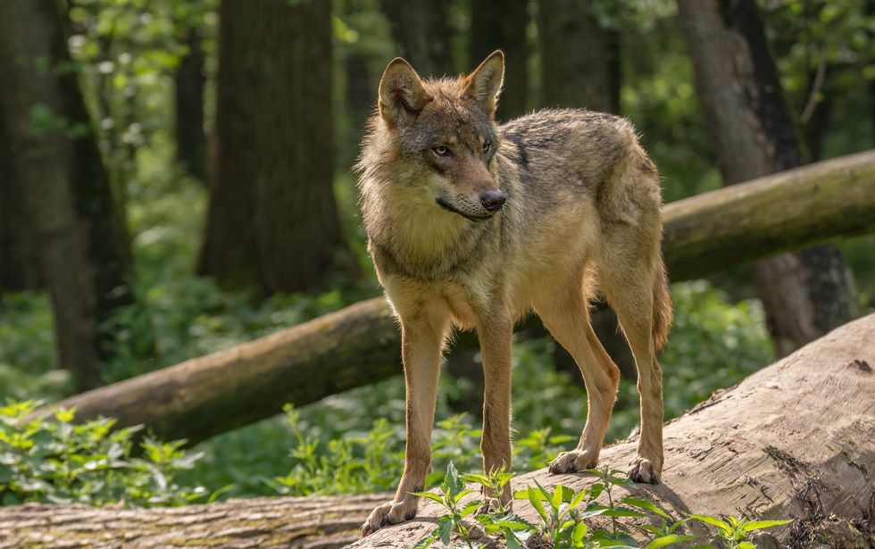 Wolf in German forest