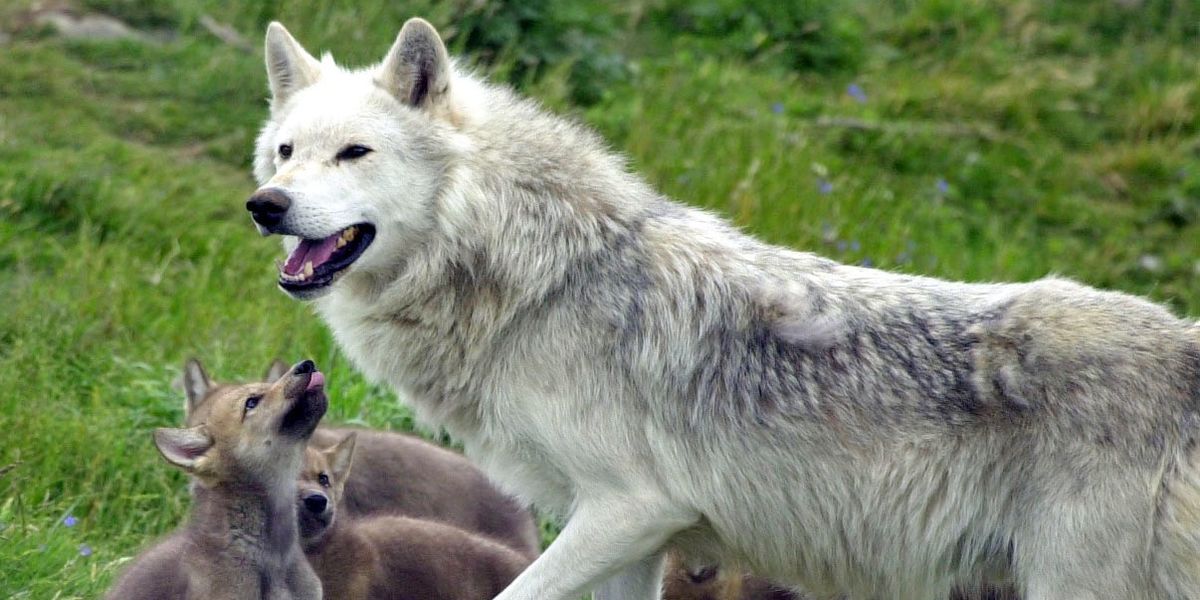 NextImg:Schoolboy 'allowed to identify as a wolf' after claiming to suffer from 'species dysphoria'