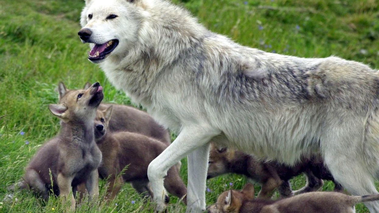 Wolf