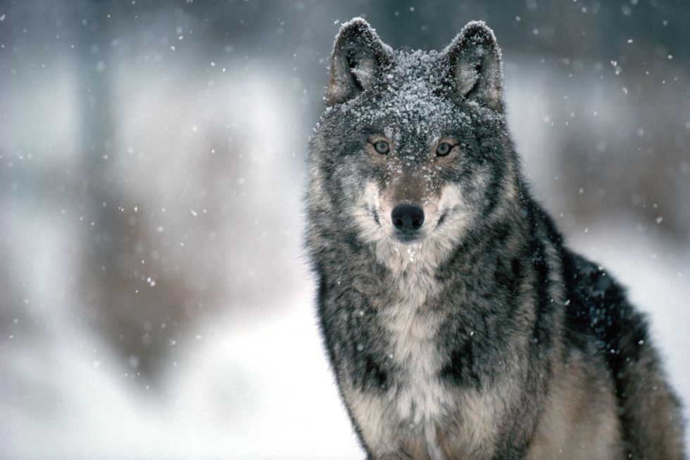 Wolves in Cherbobyl appear to have build up a resilience
