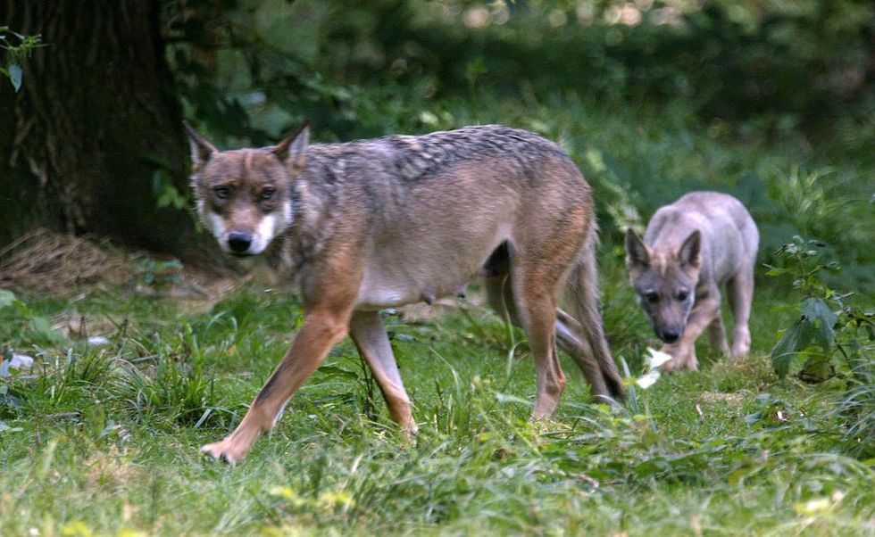 Wolves
