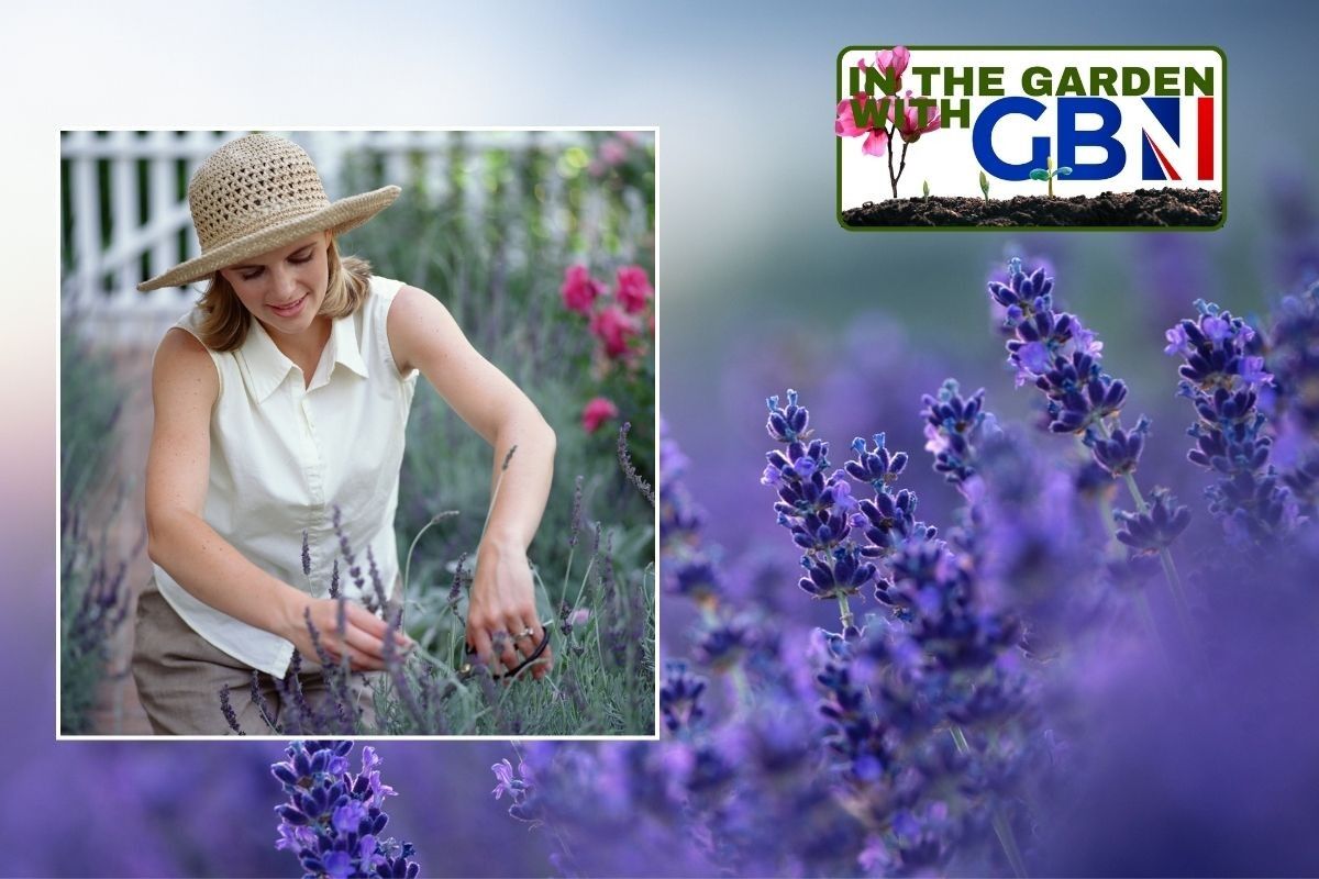 Woman caring for lavender / Lavender in a field